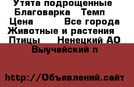 Утята подрощенные “Благоварка“,“Темп“ › Цена ­ 100 - Все города Животные и растения » Птицы   . Ненецкий АО,Выучейский п.